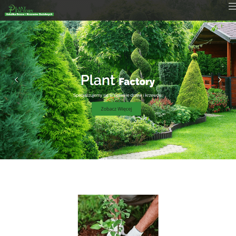 Sadzonki drzew leśnych w Grójcu